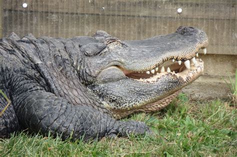 American Alligator 070819 Zoochat