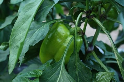 Bring plants indoors before first expected frost in a location that gets some sun. Fertilizer Requirements Sweet Peppers | Cromalinsupport