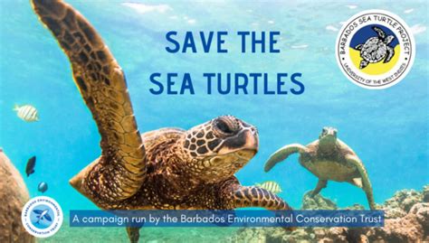 Save The Sea Turtles Online Social Fundraising Donation Platform Givey