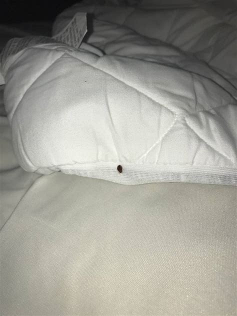 How To Deal With Bed Bugs At A Lakeland Fl Hotel Bed Bug Law