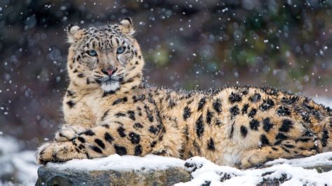 Wallpaper Animals Rock Winter Wildlife Big Cats Wilderness