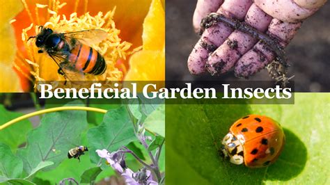 Beneficial Insects You Want In Your Garden