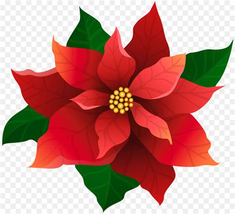 Free Christmas Poinsettia Clipart Download Free Christmas Poinsettia Clipart Png Images Free