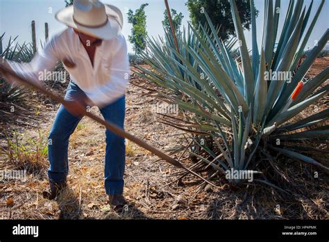 Harvesting Blue Agave Tequilana Plantation In Amatitán Valley Near