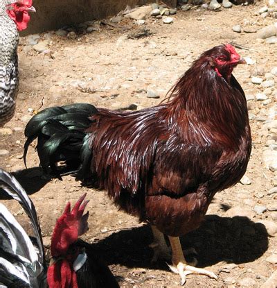 Eggs from poultry are also an important type of food, with. 11 Best Meat Chickens to Breed and Raise in Your Backyard