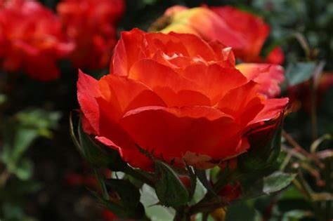 Dark Orange Roses Carol Spurway Flickr
