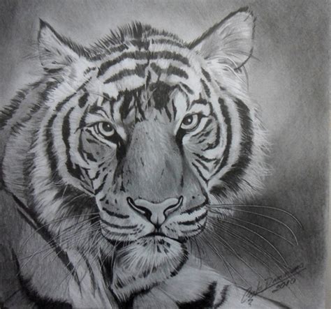 Como Desenhar As Listras De Um Tigre Em Passos Simples Desenhos