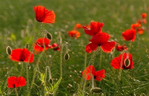 Poppies Field Sky Clouds Summer Greens Wallpaper Coolwallpapersme