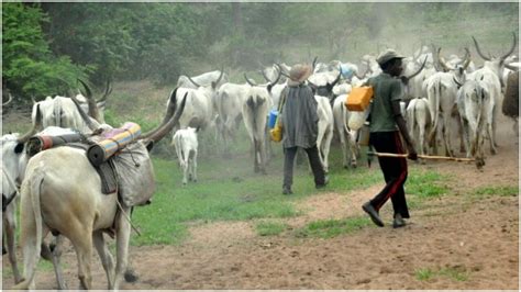 37 Herdsmen And Over 5000 Cows Evicted From Ondo Forest Reserves By