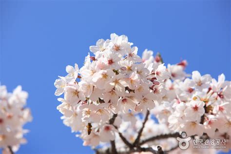 Jeju Cherry Blossom Festival 01 Dplus Guide
