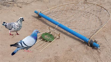Diy Deep Fall Pigeon Bird Trap Using Net That Work 100 By Men Youtube