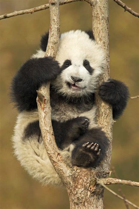 An Adorable Baby Panda Got Stuck In A Tree In China And Decided To Take