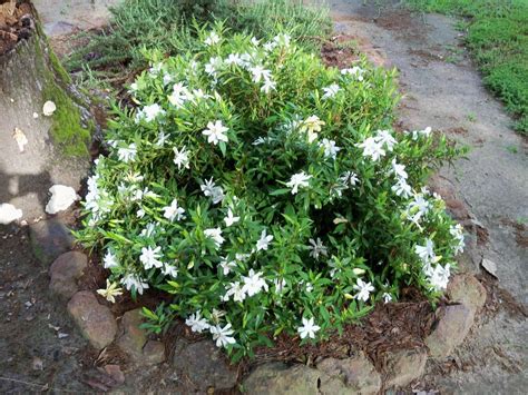 Photo Of The Entire Plant Of Gardenia Gardenia Jasminoides Frostproof