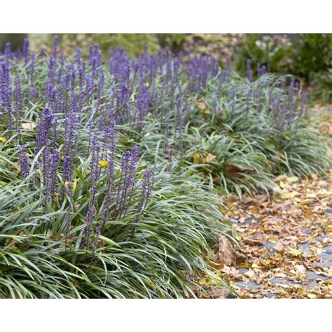 Liriope Muscari Big Blue Moneymaker Lily Turf