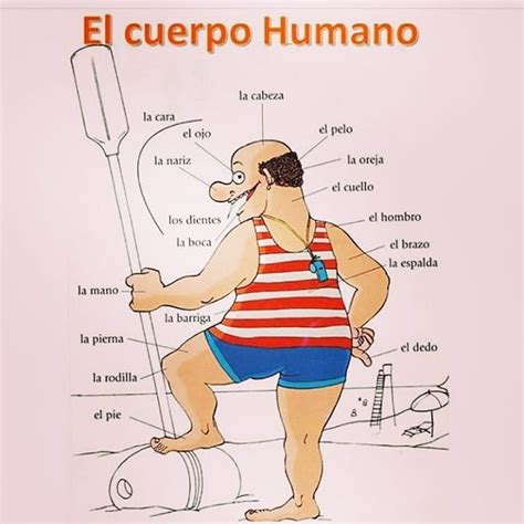 Partes Do Corpo Humano Espanhol