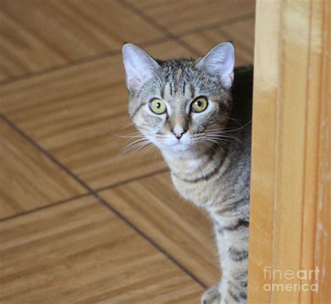 Peeking Around The Corner Photograph By Michelle Powell Pixels