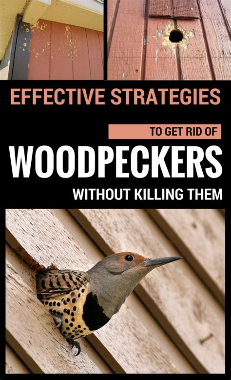 effective strategies   rid  woodpeckers  killing