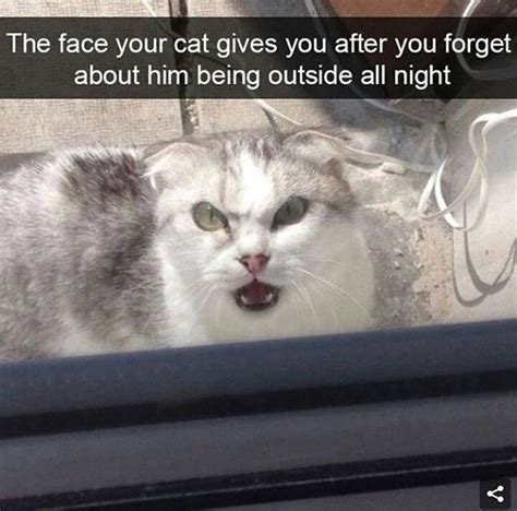 20 Funny Cat Memes Funnyfoto