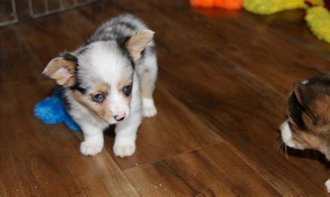 Maybe you would like to learn more about one of these? Corgi Puppies For Sale | Houston, TX #266852 | Petzlover