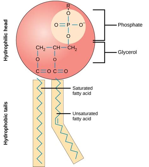 Phospholipids Organic Chemistry