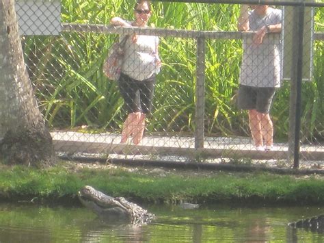 Alligator Bay American Alligator Zoochat