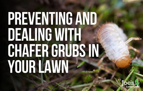 Preventing And Dealing With Chafer Grubs In Your Lawn Joes Lawn Care