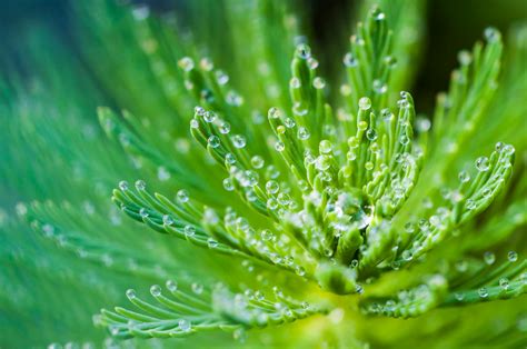 Water Droplets On Green Leaf Plant · Free Stock Photo