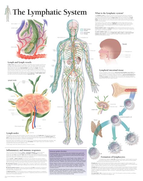 The Lymphatic System 2400 Anatomical Parts And Charts