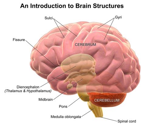 The Human Brain Facts Anatomy And Functions Hubpages