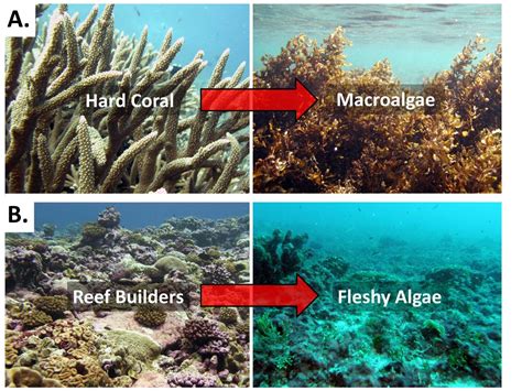 From The Pristine To Degraded Reefs Of The Central Pacific Smith Lab