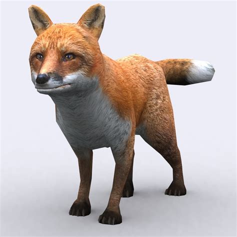 Wild Animal Fox 3d Model