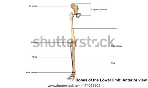 Bones Lower Limb Anterior View 3d Stock Illustration 474023602