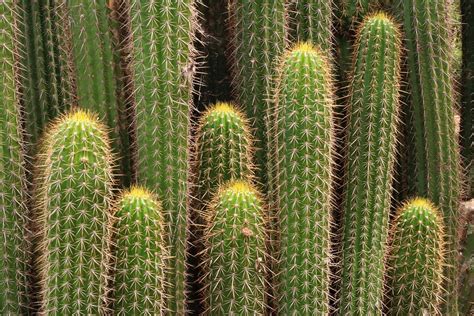 Cactus Cacti Green Free Photo On Pixabay