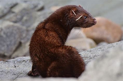 They live in most of north america, including nova scotia, oregon, new hampshire, and california. Oct 24 | Fishers - our native weasels | Milford, CT Patch