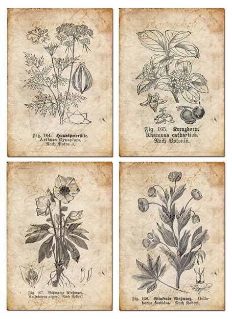 Vintage Botanical Floral Plants Old Paper Drawing Set Of 4 Digital Download Etsy