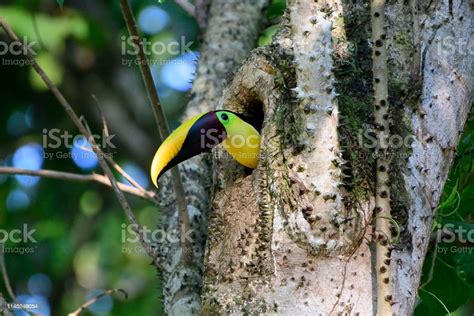 Head Of A Black Mandibled Toucan Peeking Out Of Its Nest Hole Stock