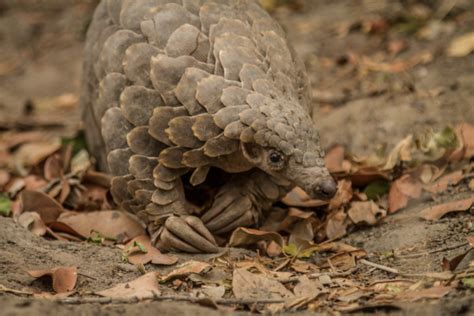 China Removes Pangolin Scales From Traditional Medicine List Helping