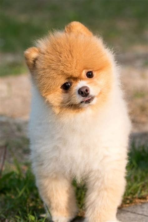 10 Cutest Dog Breeds Most Adorable Dogs Cute Cats And Dogs