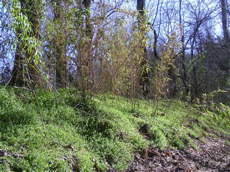 Fields and Forests (Woods) - SDA Digital Materials