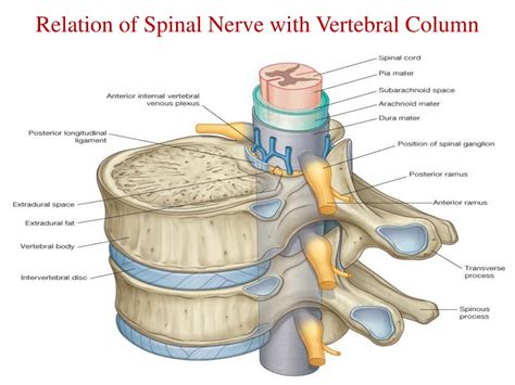 Spinal Column Nerve Pathways