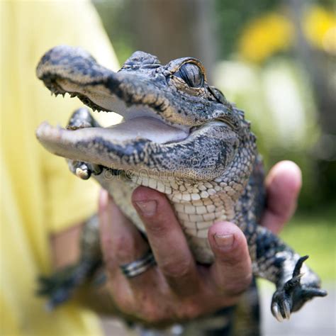 Cute Baby Alligator Stock Photo Image Of America Crocodile 46655684