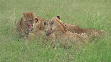 Lion Hunting Gnu Serengeti Natinalpark 2015 Youtube