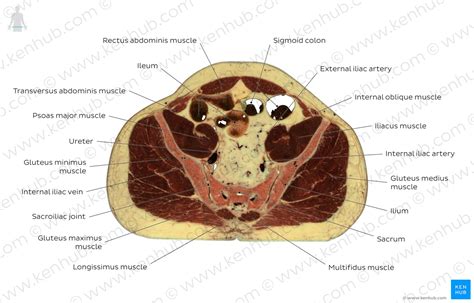 Diagram Pictures Sacroiliac Joint Level Anatomy Kenhub