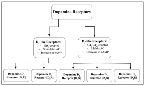 Dopamine Receptors