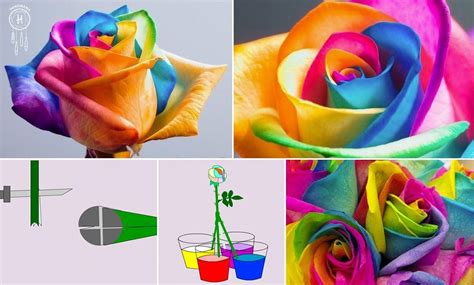 How To Make Rainbow Roses How To Instructions