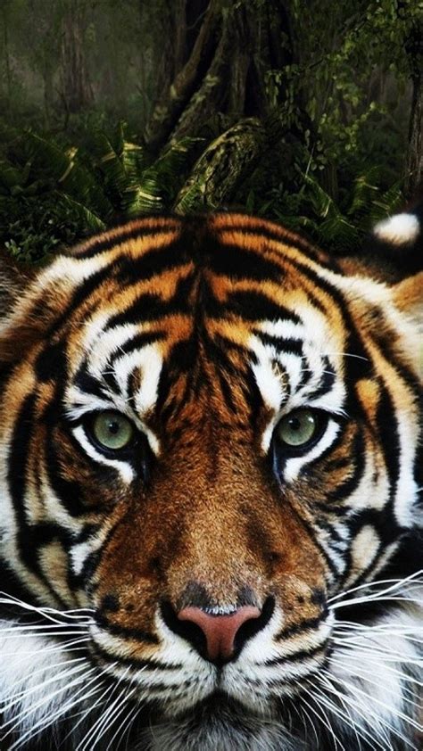Tiger In Jungle Hd Wallpaper Iphone 6 6s Plus Hd Wallpaper