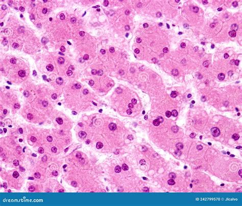 Hepatocyte Is Cell Of The Main Parenchymal Tissue Of The Liver Under