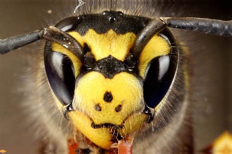 Incredible Examples Macro Photography Of Insect 99