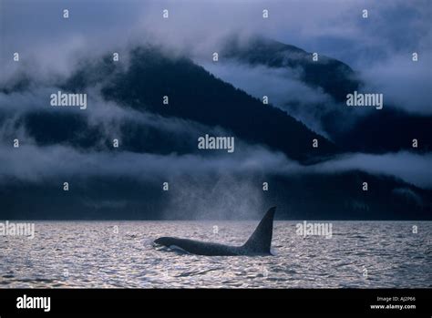 Usa Alaska Tongass National Forest Adult Male Orca Whale Orcinus Orca