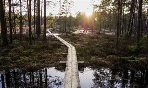 Photo Of Boardwalk Between Forest Trees · Free Stock Photo